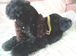 poodle radio main